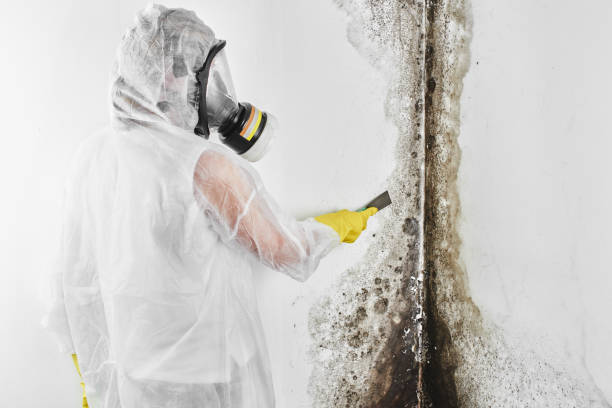 Best Professional Mold Removal  in Mbrian Park, CA