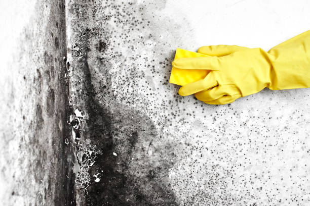 Best Mold Testing  in Mbrian Park, CA