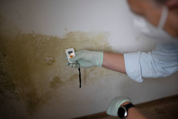 Best Crawl Space Mold Removal  in Mbrian Park, CA