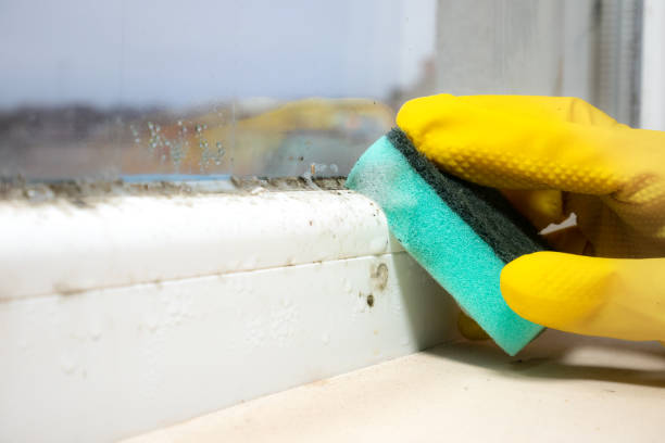 Best Mold Damage Repair  in Mbrian Park, CA