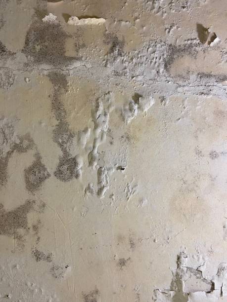 Best Home Mold Removal  in Mbrian Park, CA