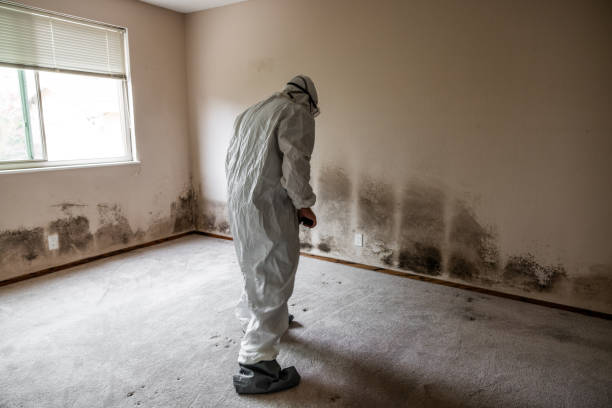 Best Same-Day Mold Removal  in Mbrian Park, CA