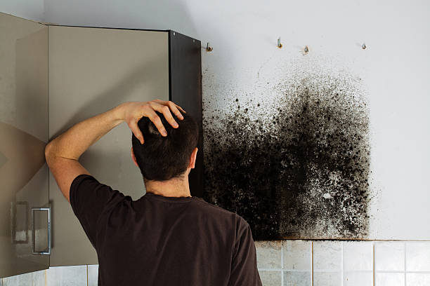 Best Certified Mold Removal  in Mbrian Park, CA