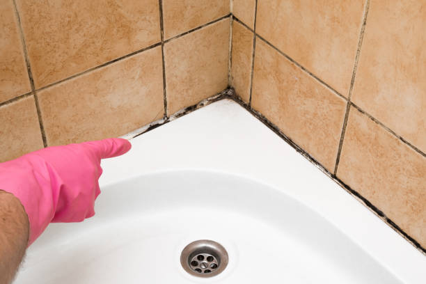 Best Local Mold Removal Service  in Mbrian Park, CA