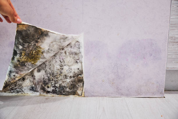 Trusted Cambrian Park, CA Mold Removal Experts